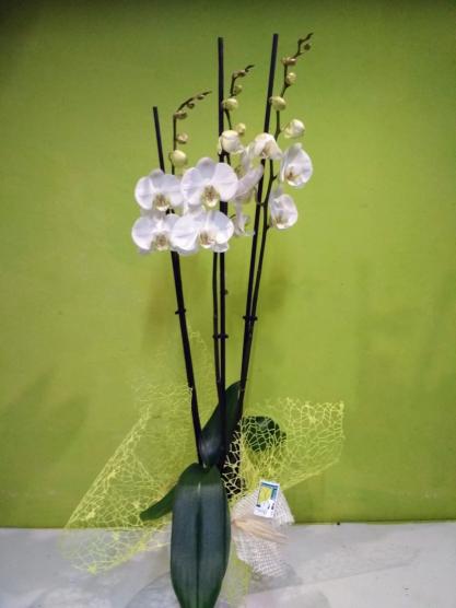 phalaenopsis blanca